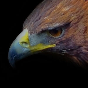 eagle: back