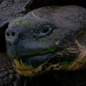 tortoise: back